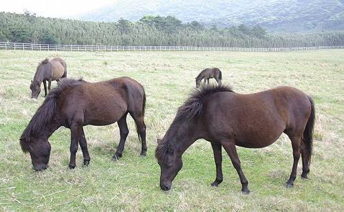 Tokara Horse